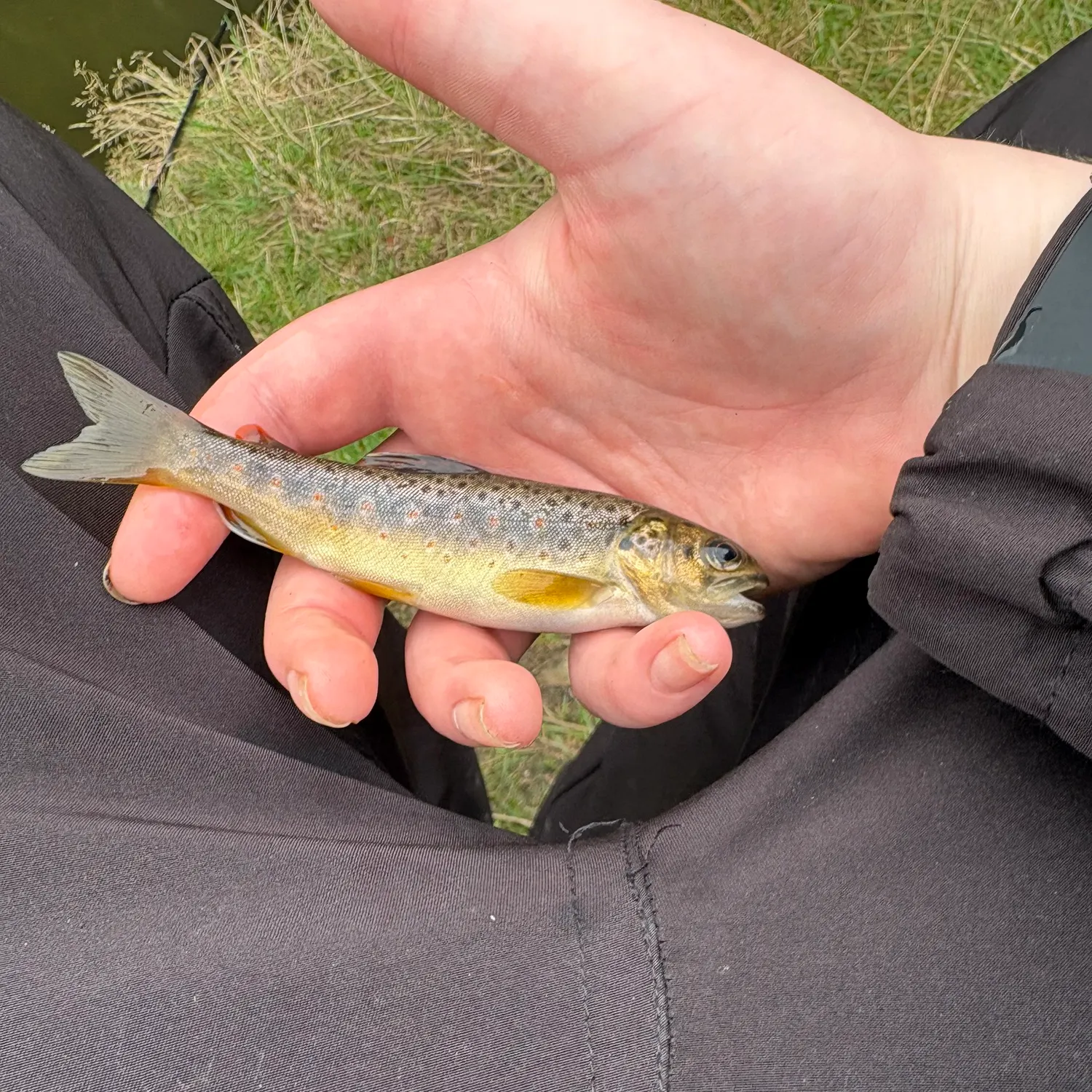 Brown trout caught on Fishbrain
