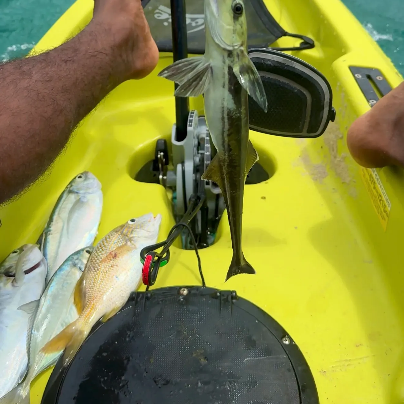 The most recent Common remora catches on Fishbrain