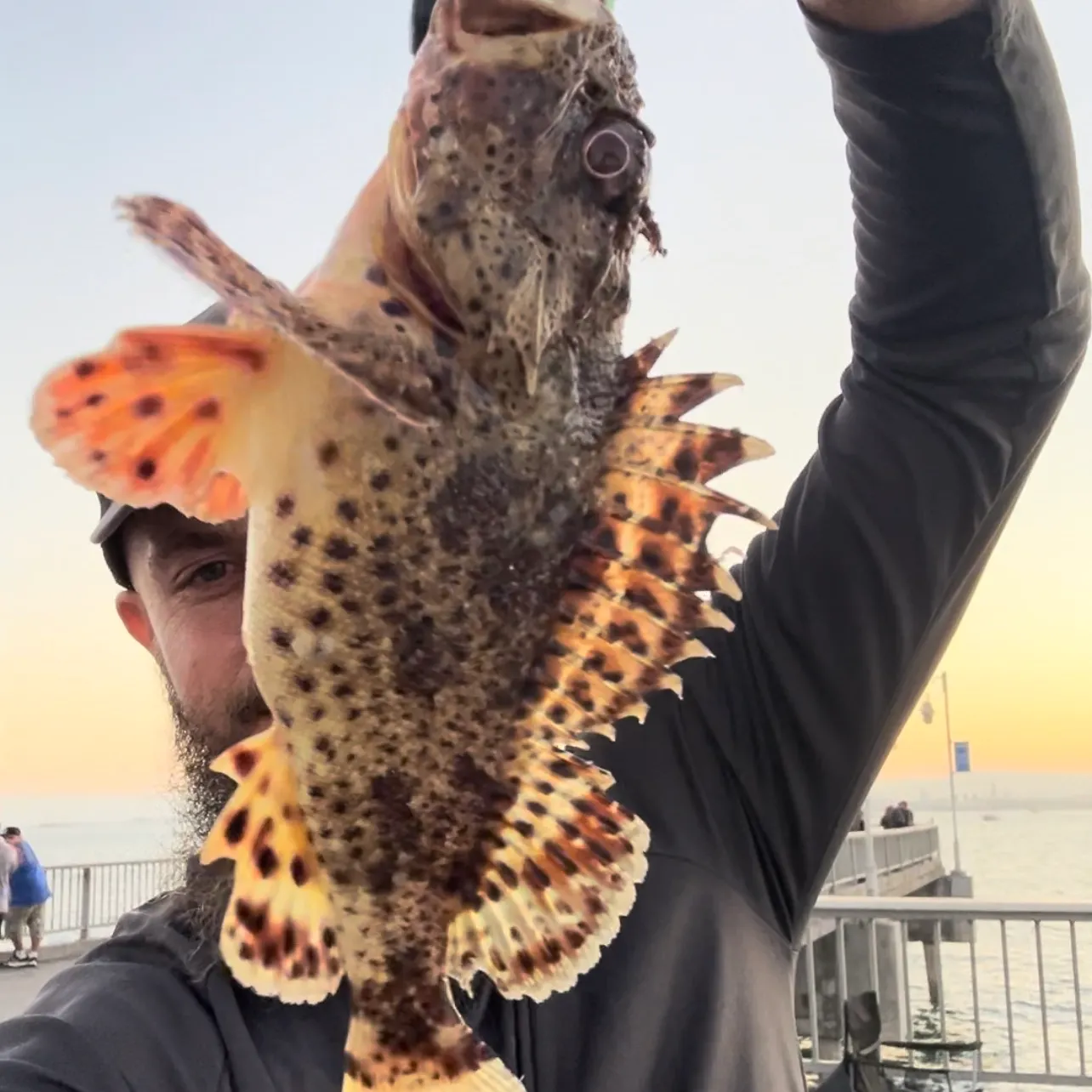 The most recent Scorpaena neglecta catches on Fishbrain