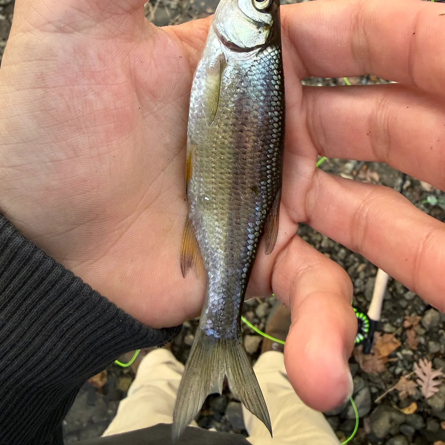 Golden shiner caught on Fishbrain
