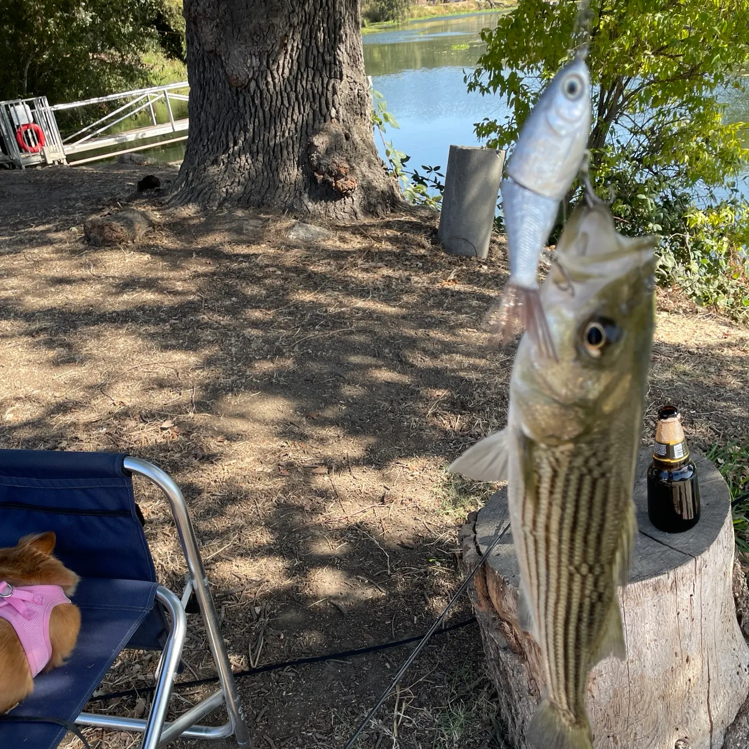 Fish caught on Fishbrain
