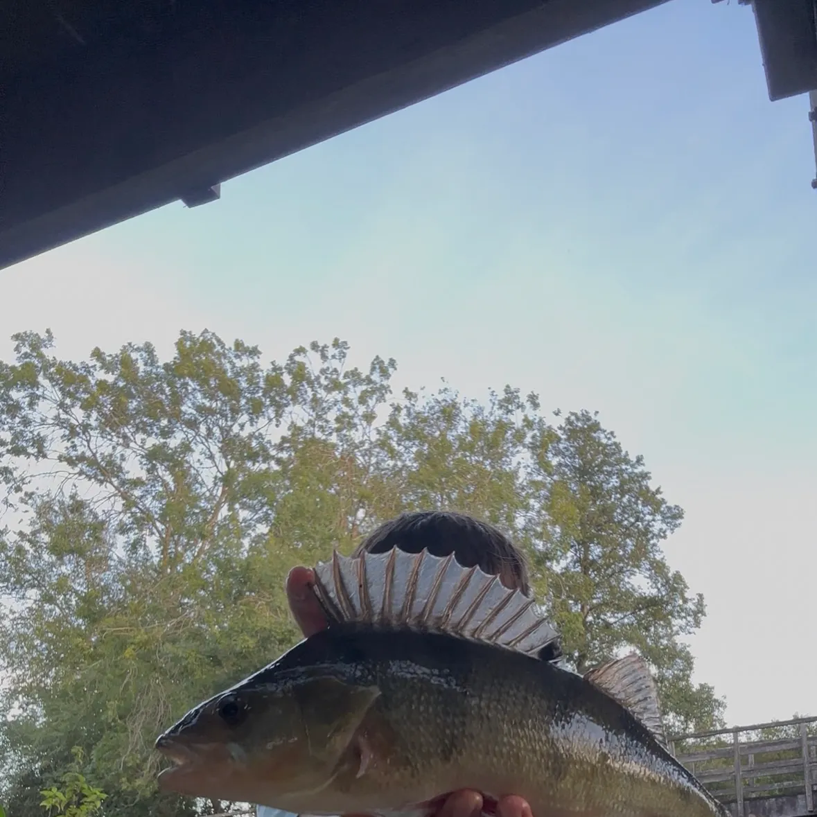 European perch caught on Fishbrain