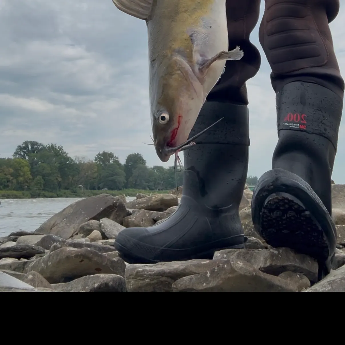 Channel catfish caught on Fishbrain