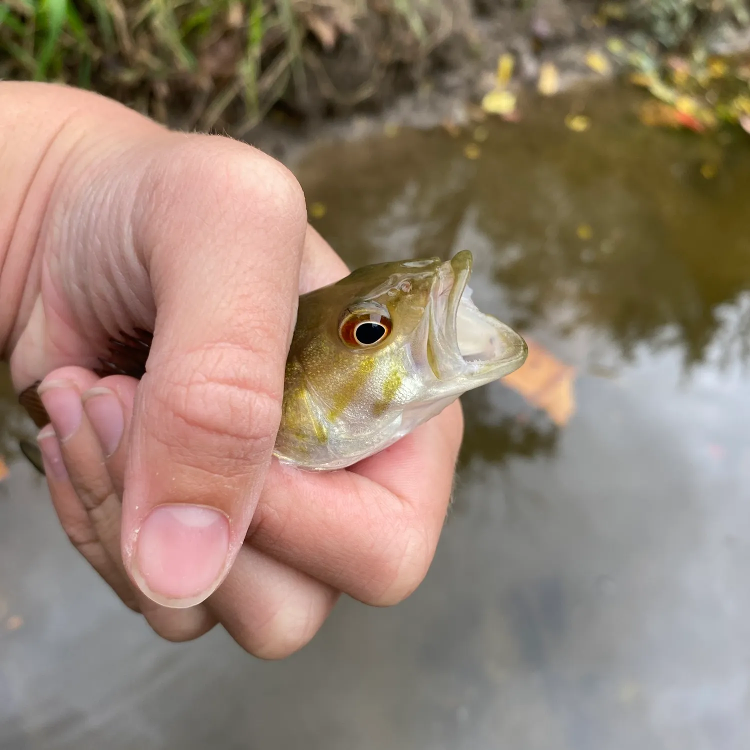 Smallmouth bass caught on Fishbrain