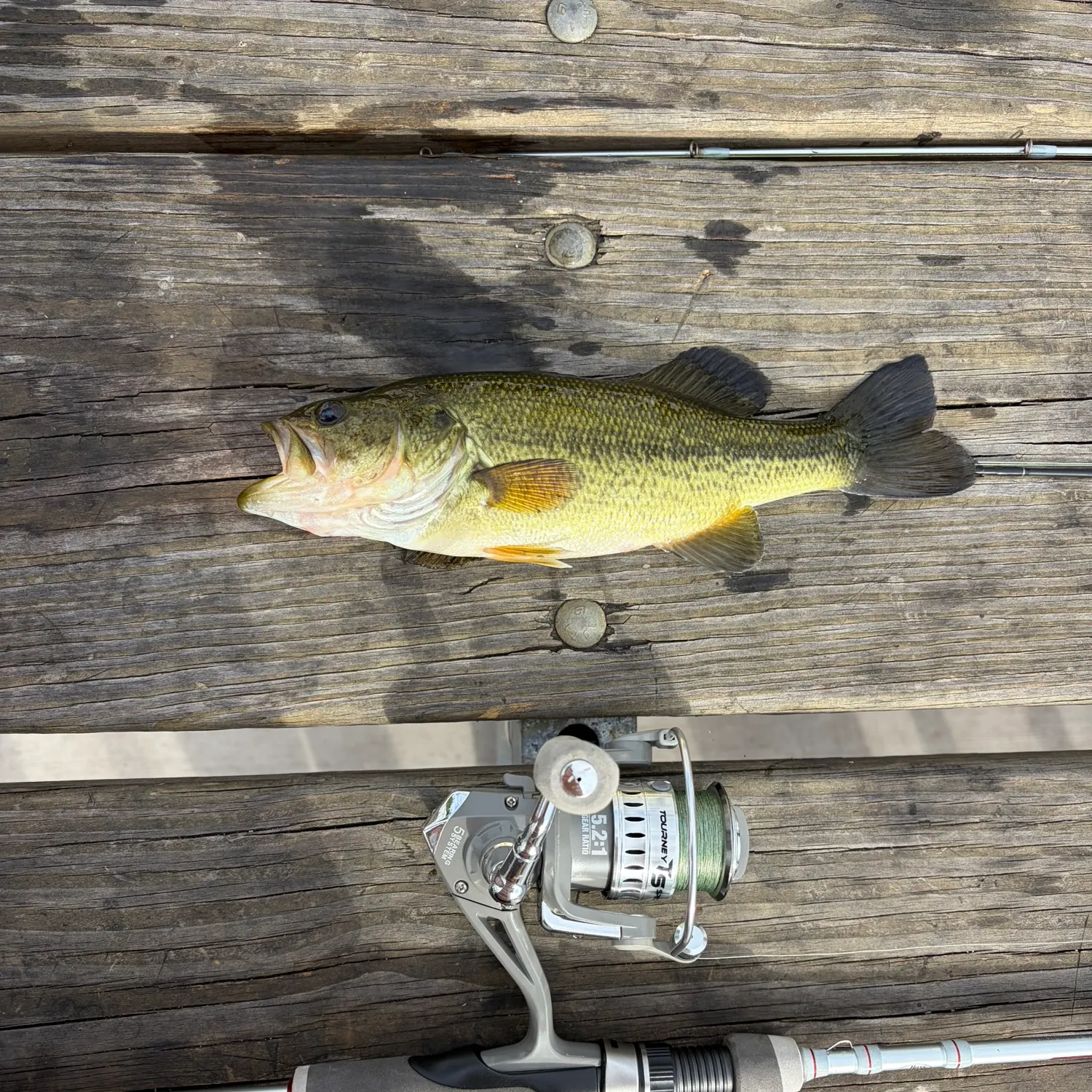 Largemouth bass caught on Fishbrain