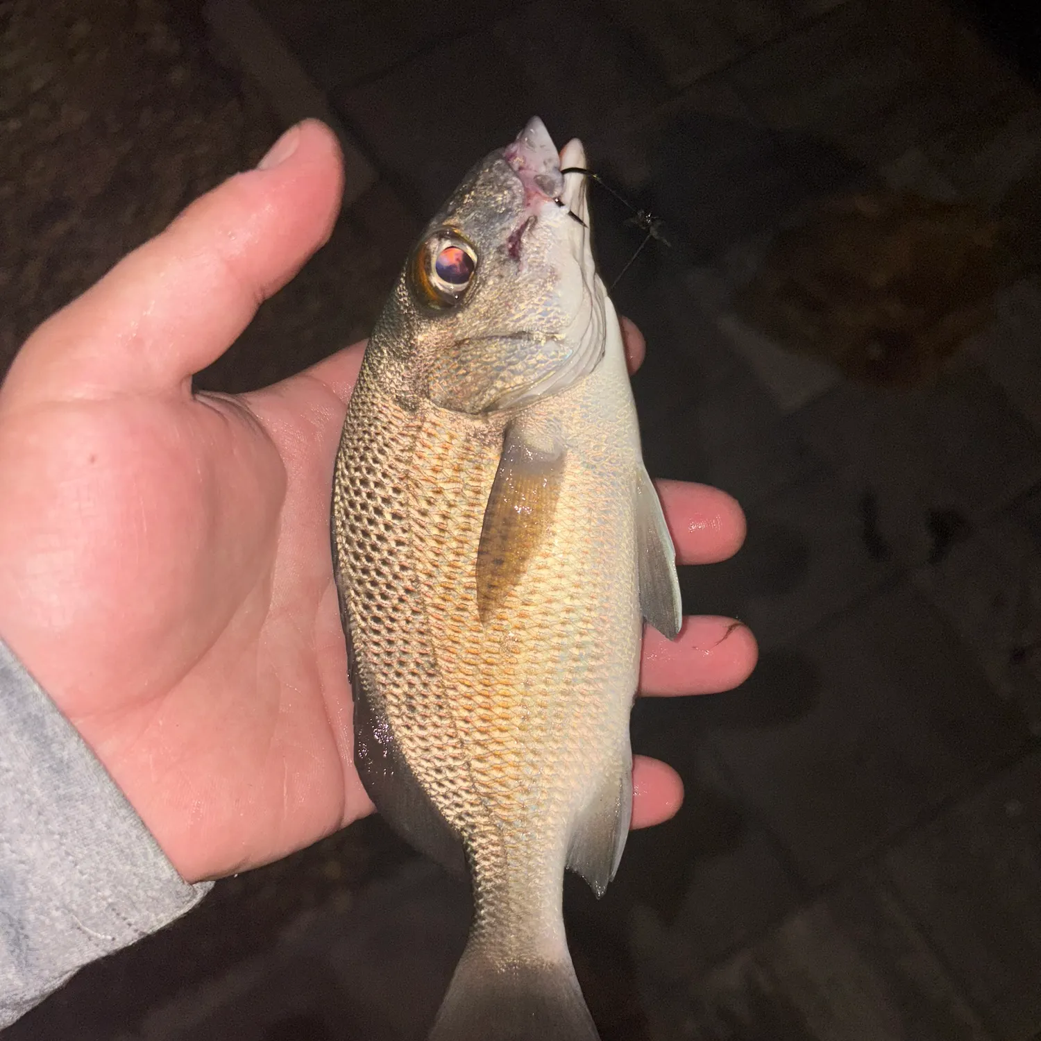 The most recent Tomtate grunt catches on Fishbrain
