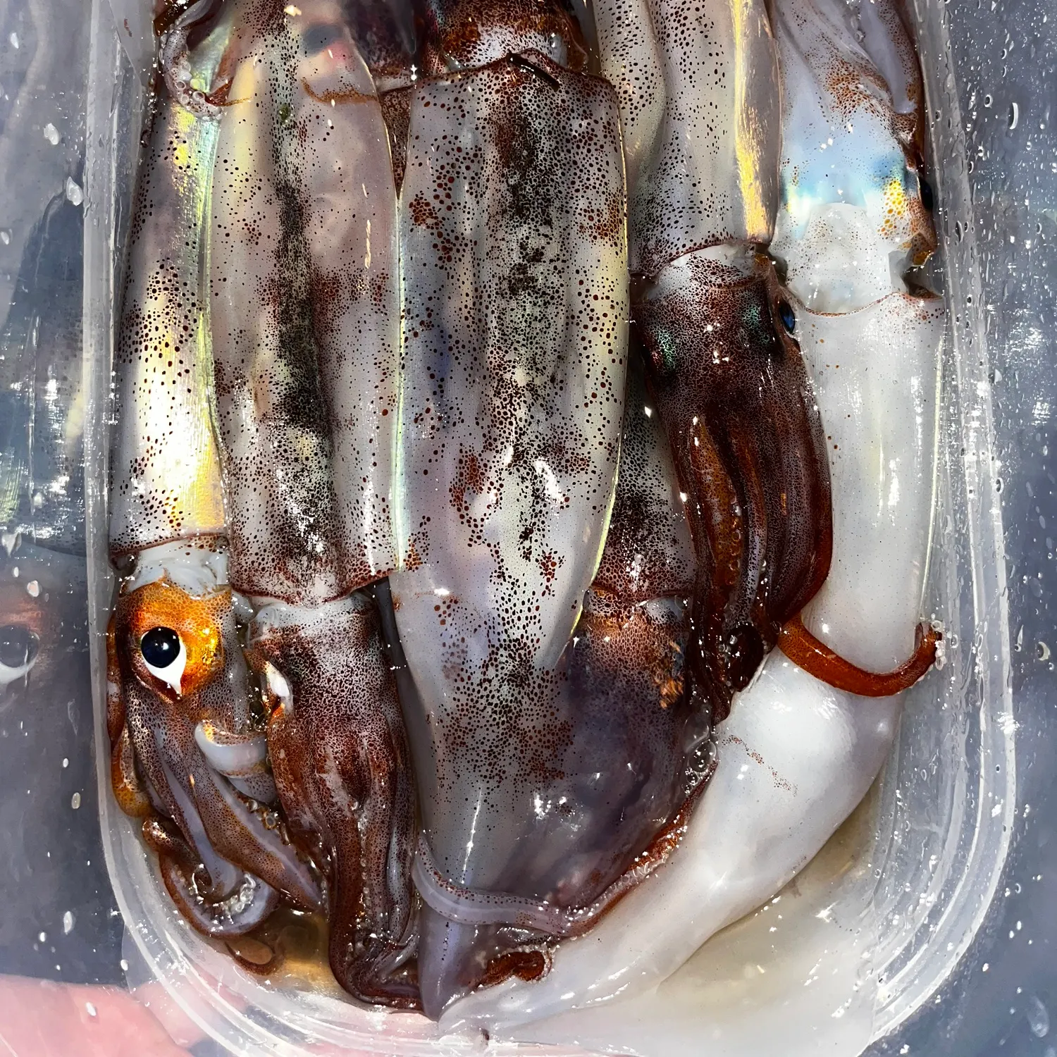 The most recent Gould's squid catches on Fishbrain
