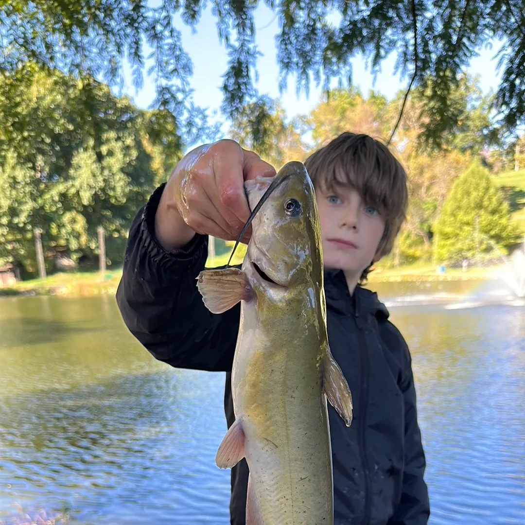 Channel catfish caught on Fishbrain