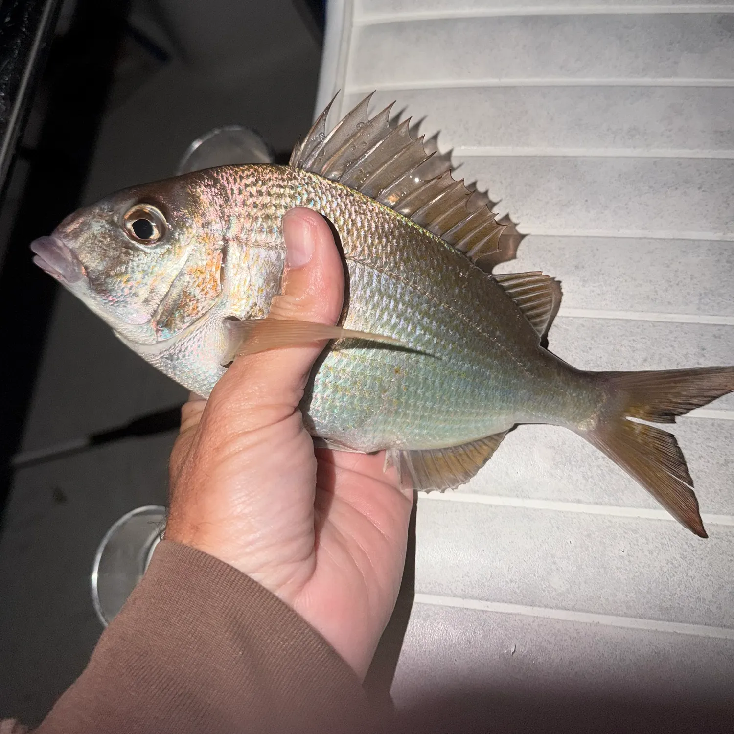 Scup caught on Fishbrain