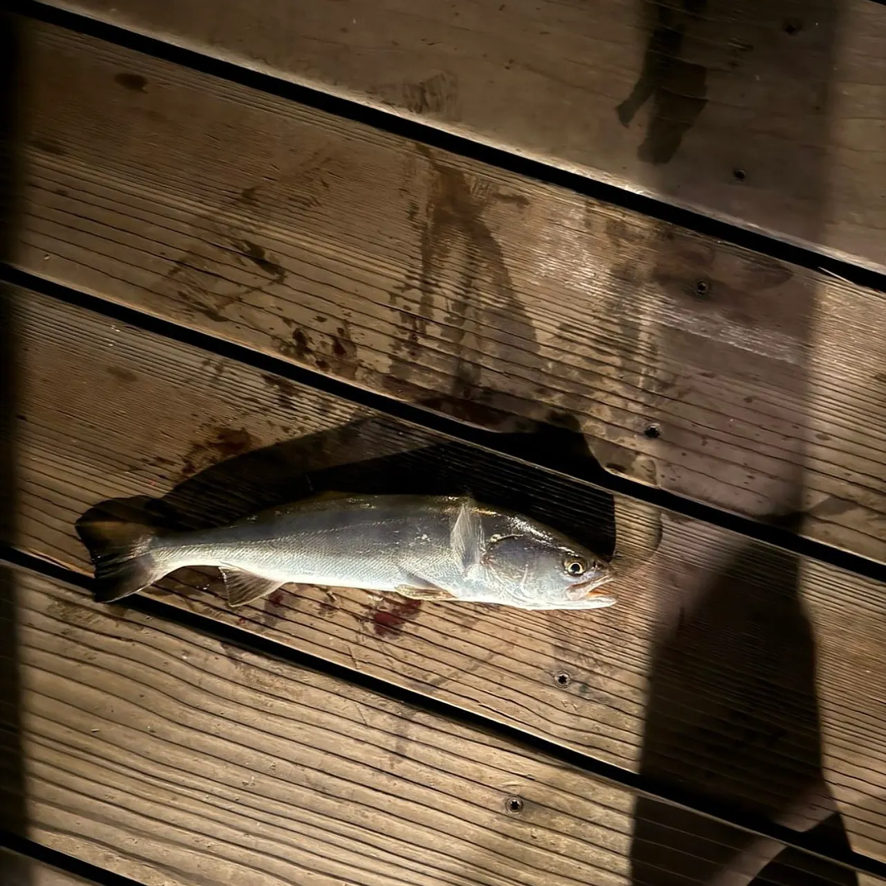 The most recent White seabass catches on Fishbrain