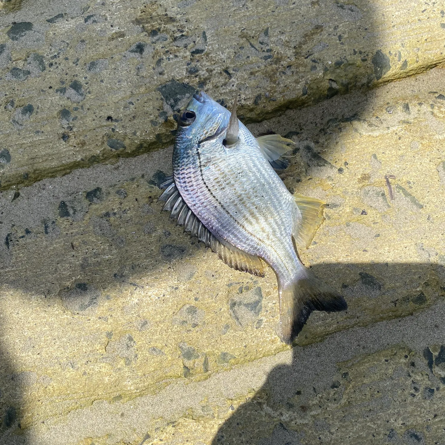 Surf bream caught on Fishbrain