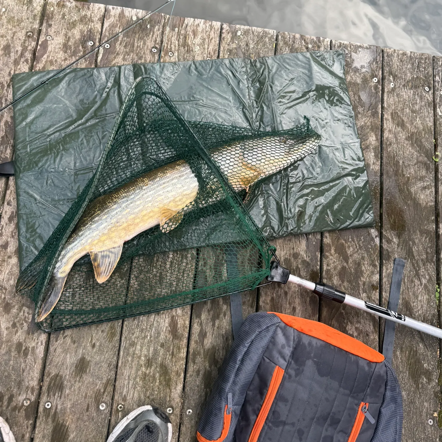 Northern pike caught on Fishbrain