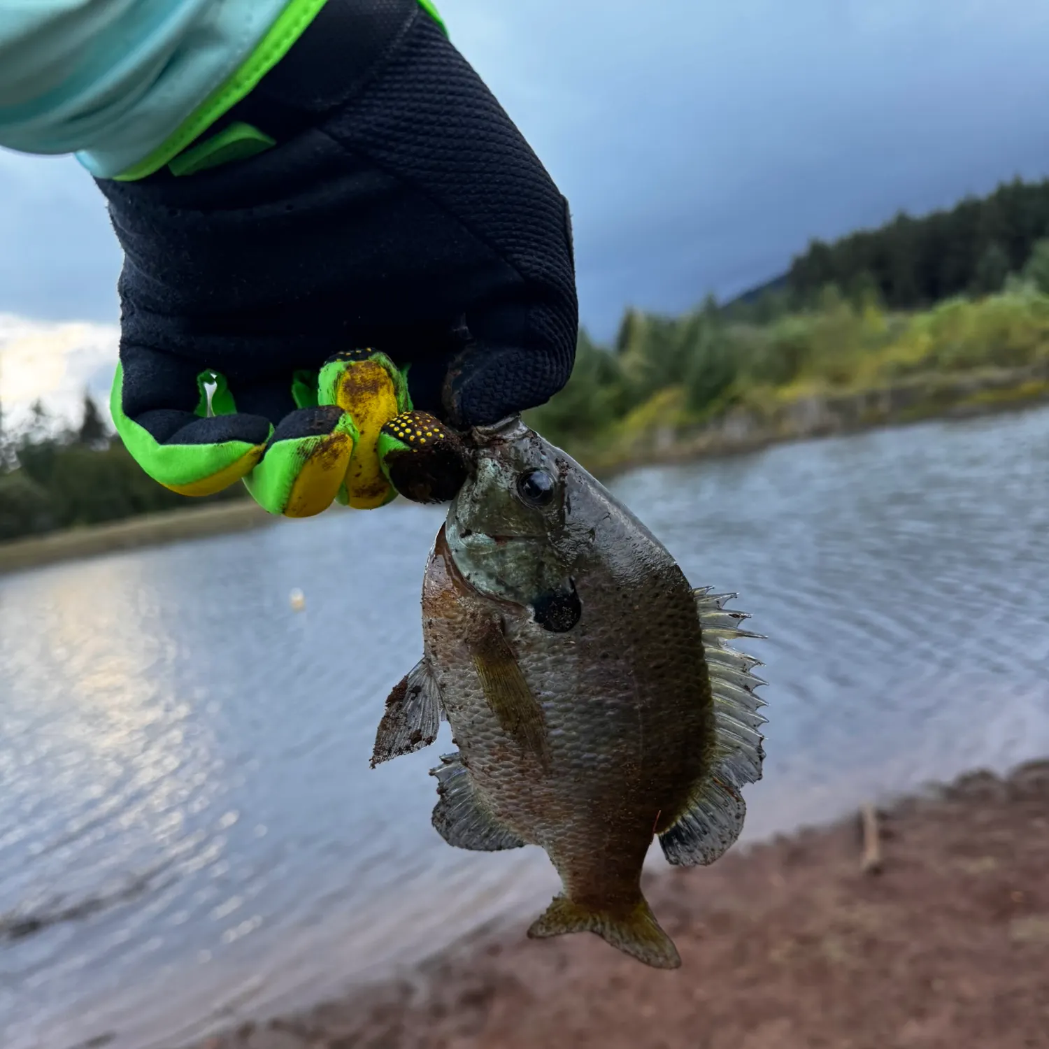 Bluegill caught on Fishbrain