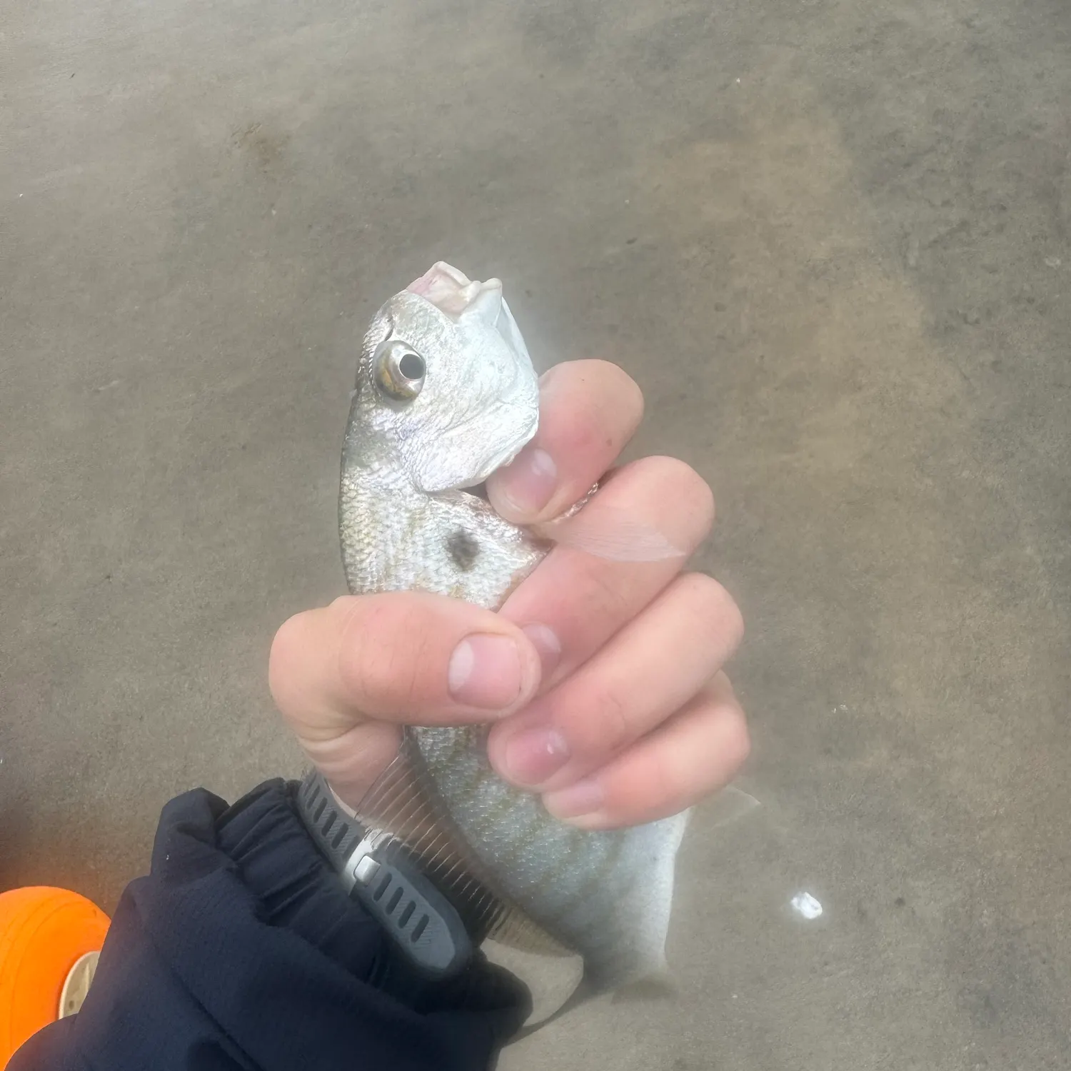 Spot croaker caught on Fishbrain