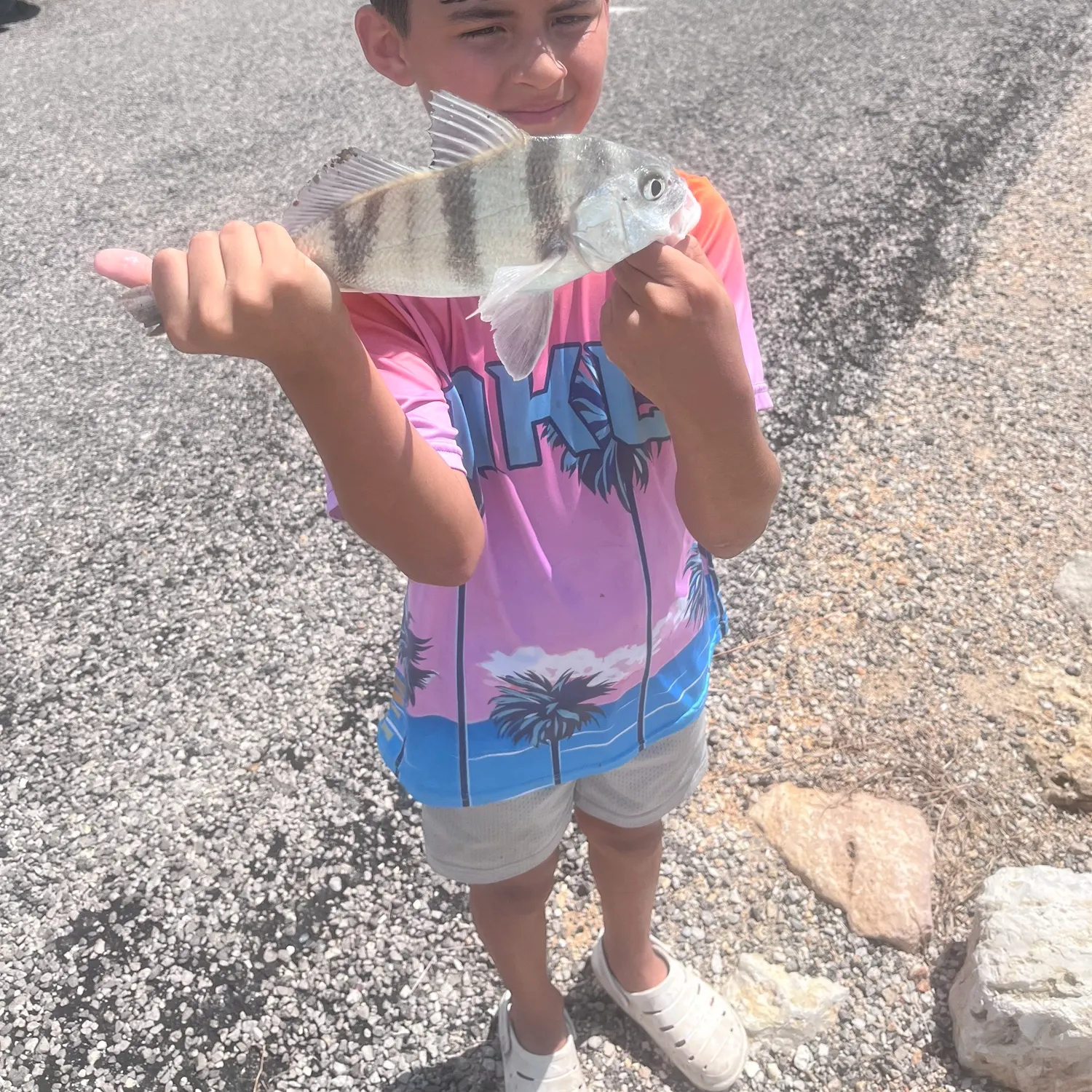 Black drum caught on Fishbrain