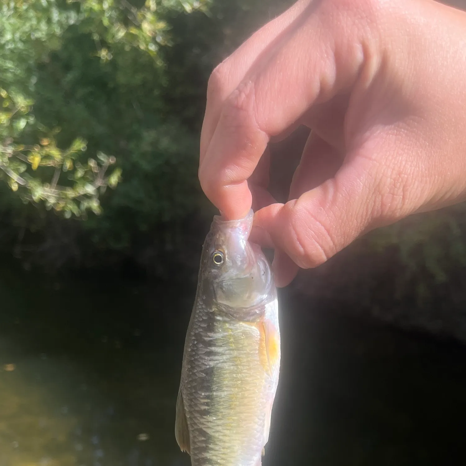 Common shiner caught on Fishbrain