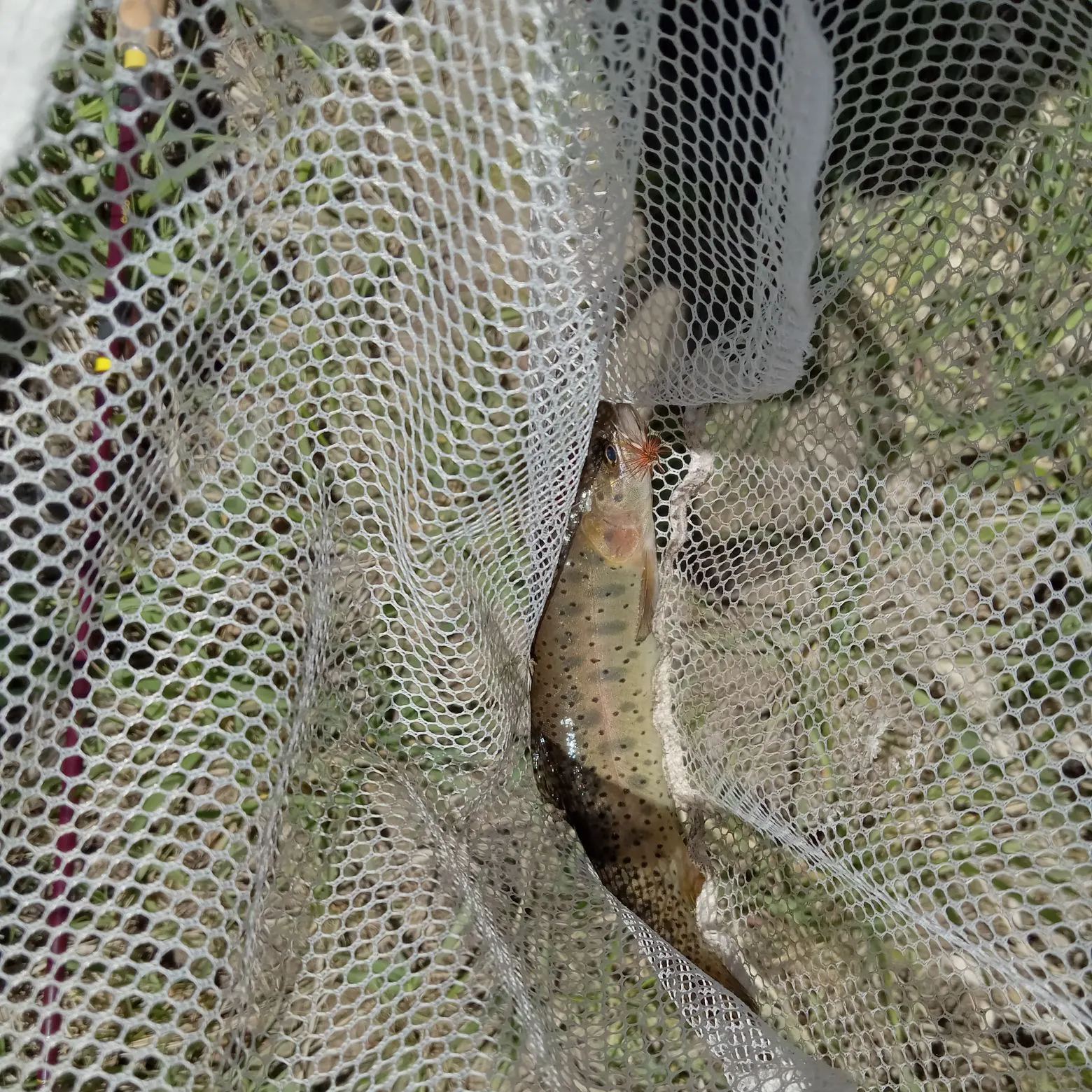 The most recent Yellowstone cutthroat trout catches on Fishbrain