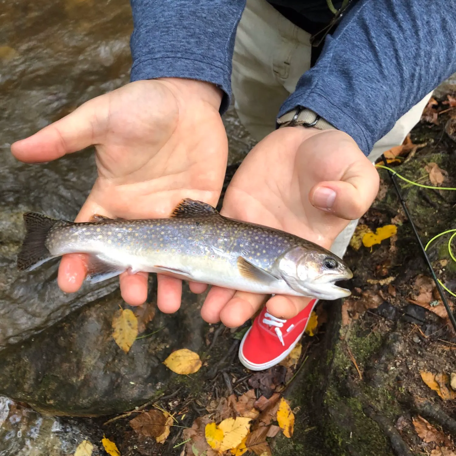 Brook trout caught on Fishbrain