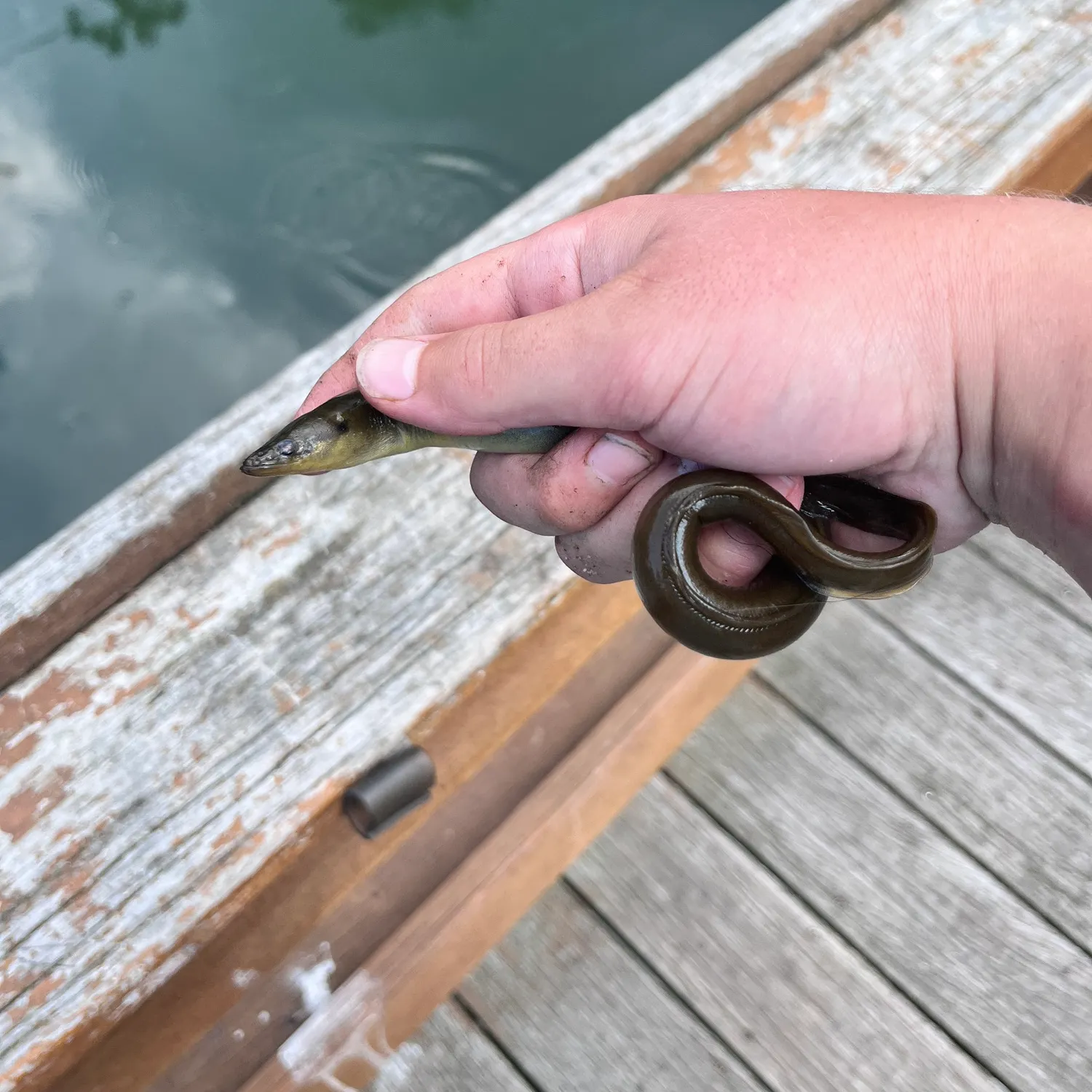 American eel caught on Fishbrain