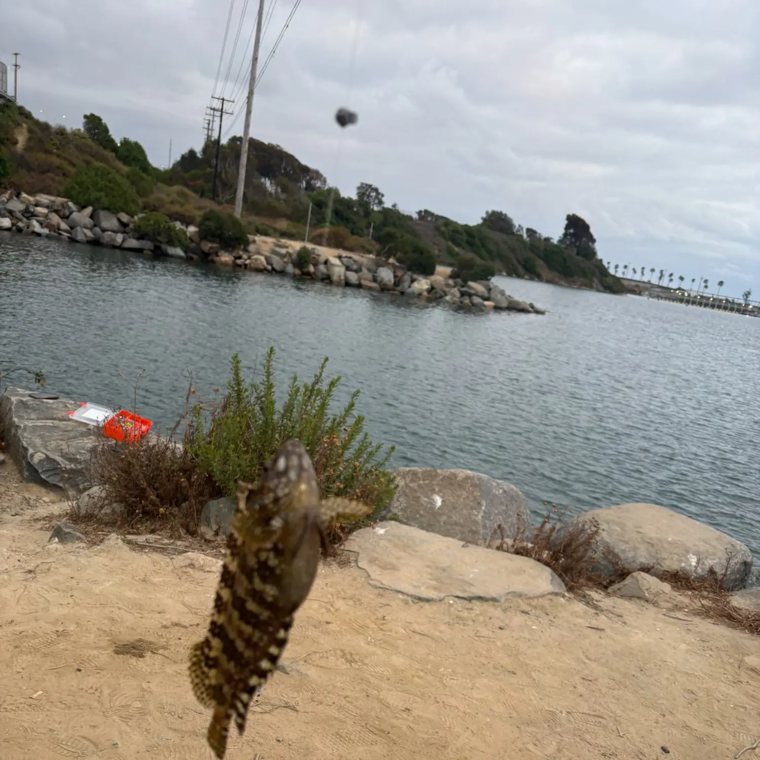 The most recent Spotted kelpfish catches on Fishbrain