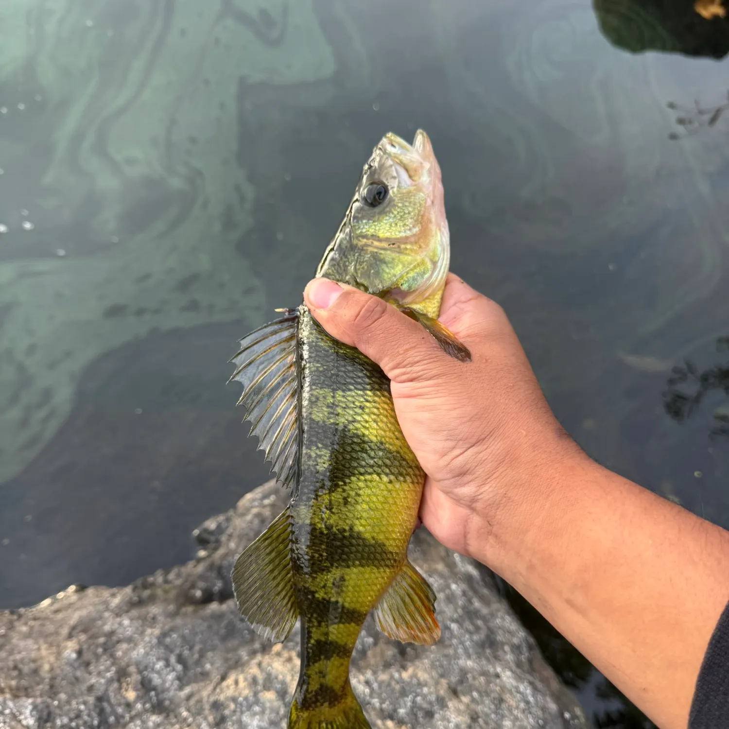 Fish caught on Fishbrain