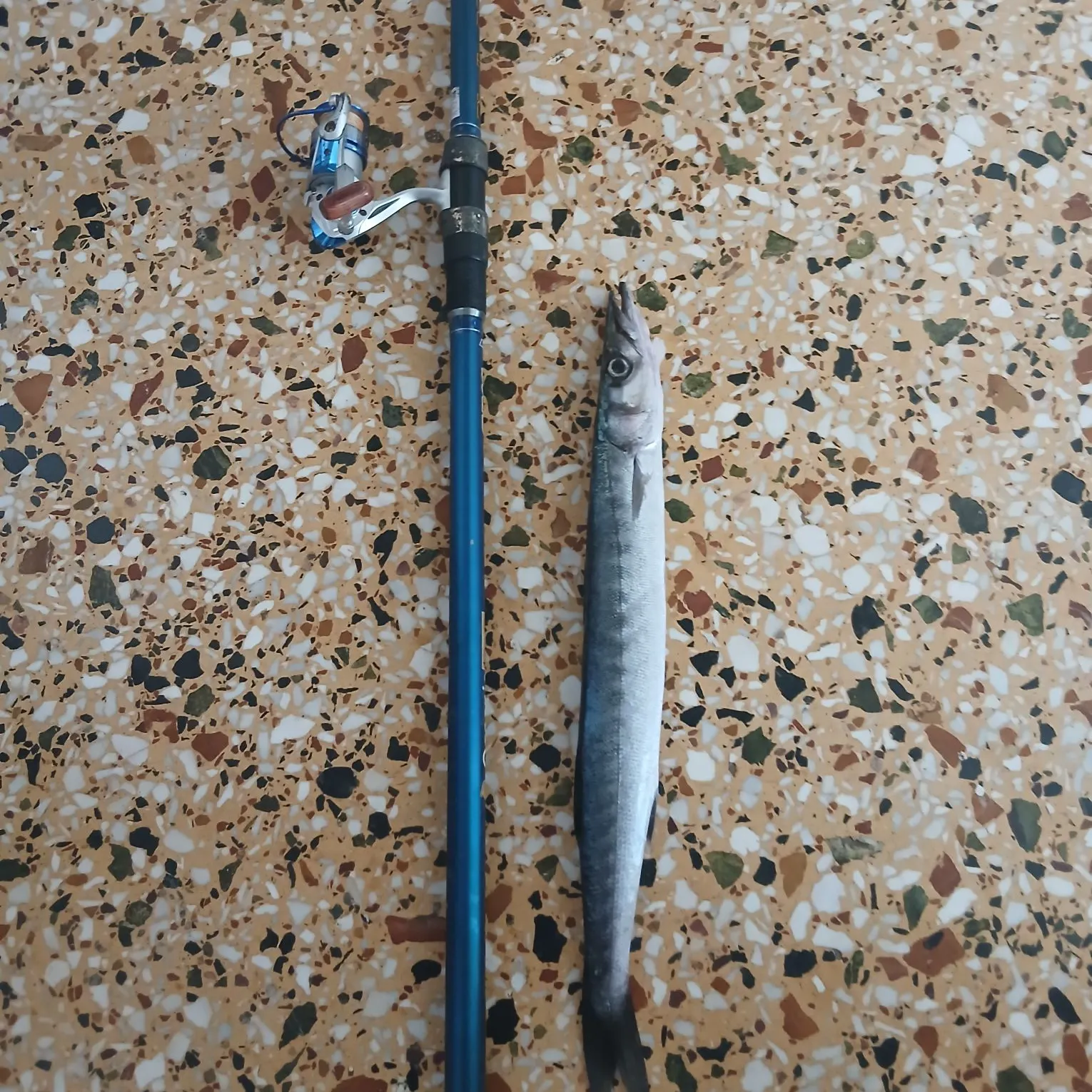 The most recent European barracuda catches on Fishbrain
