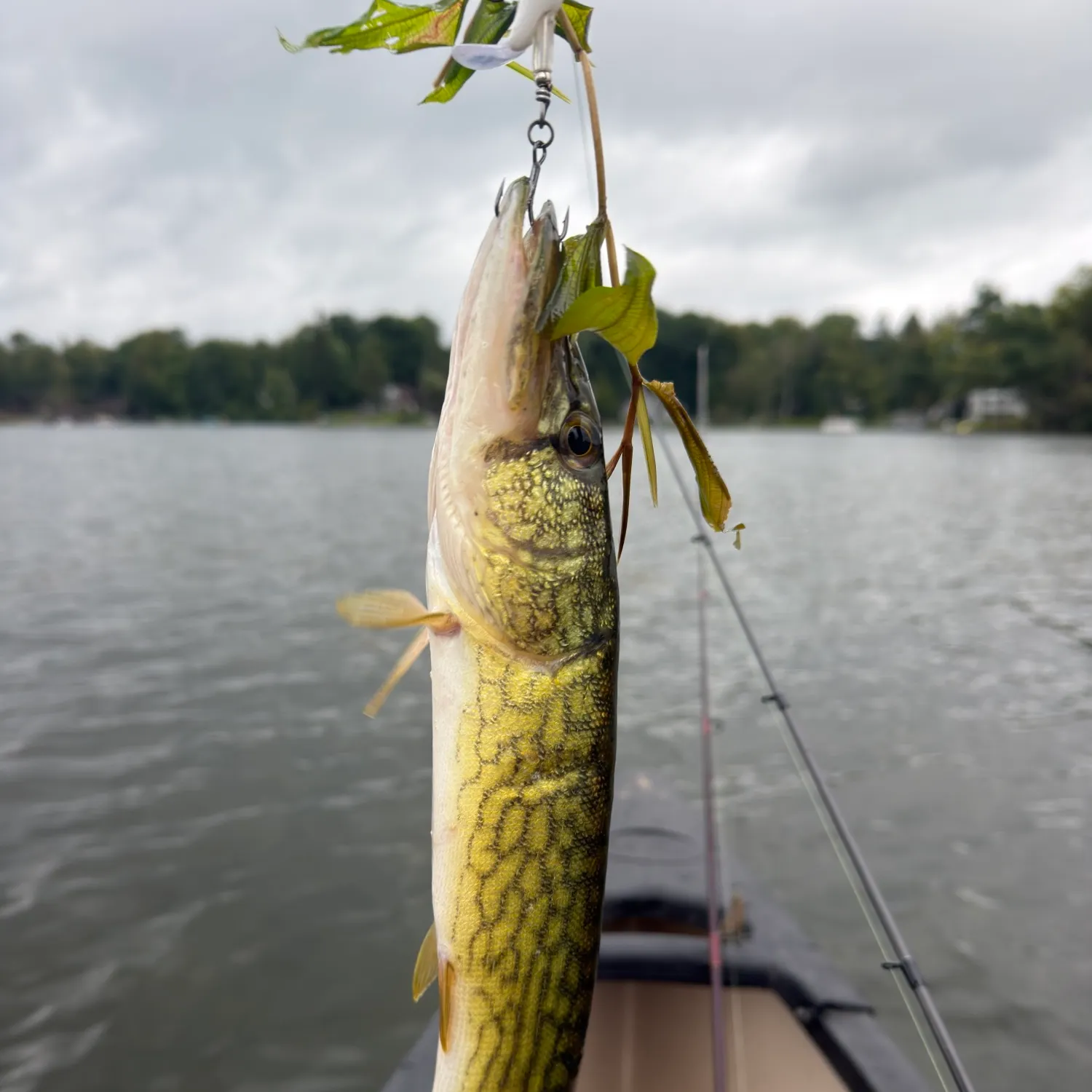 Chain pickerel caught on Fishbrain