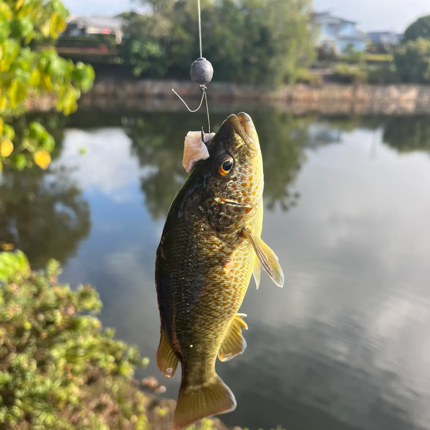 The most recent Spangled perch catches on Fishbrain