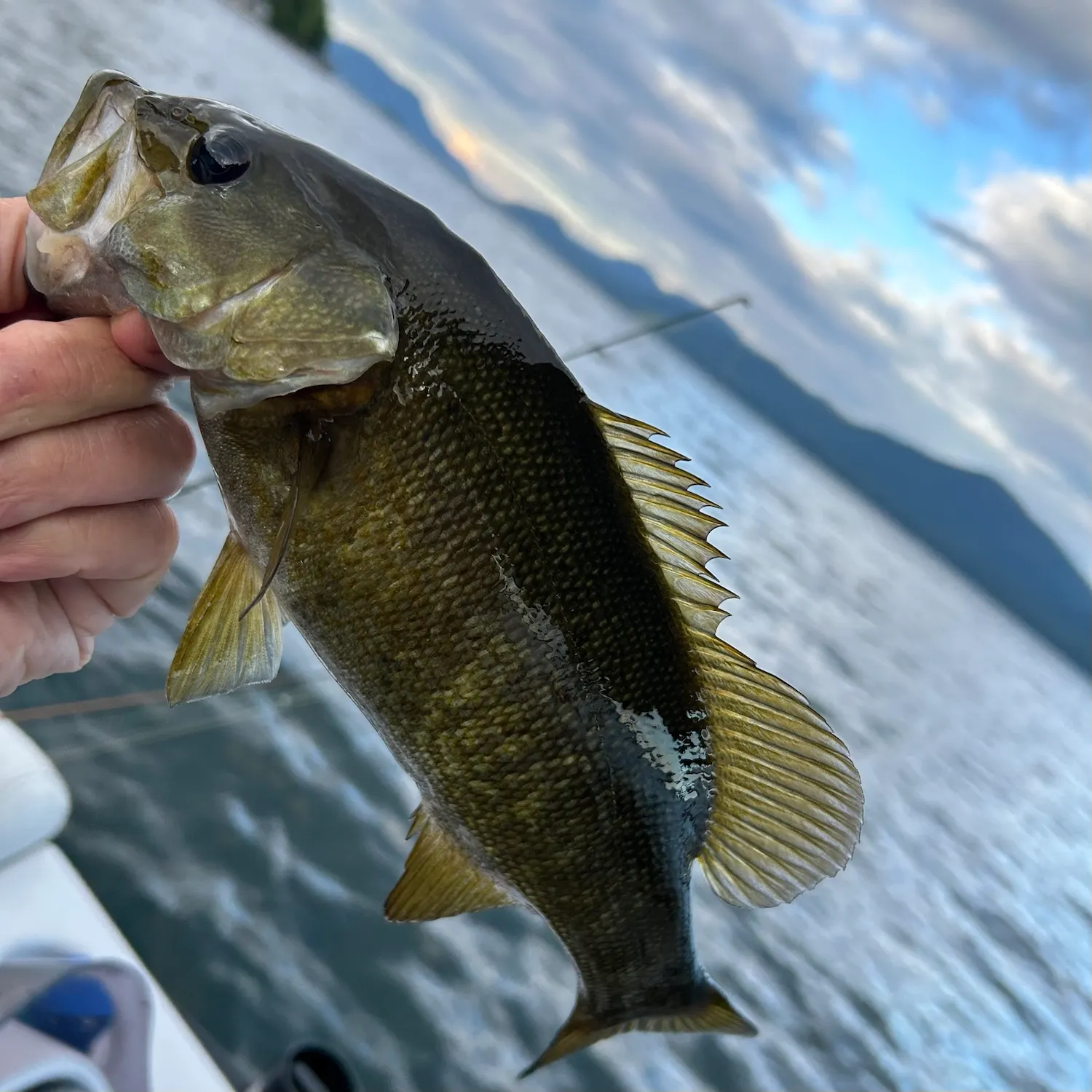 Smallmouth bass caught on Fishbrain