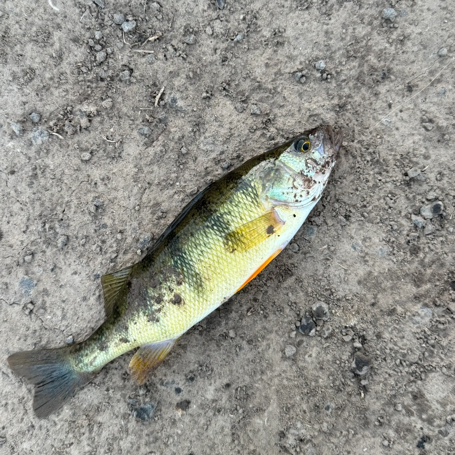 Yellow perch caught on Fishbrain