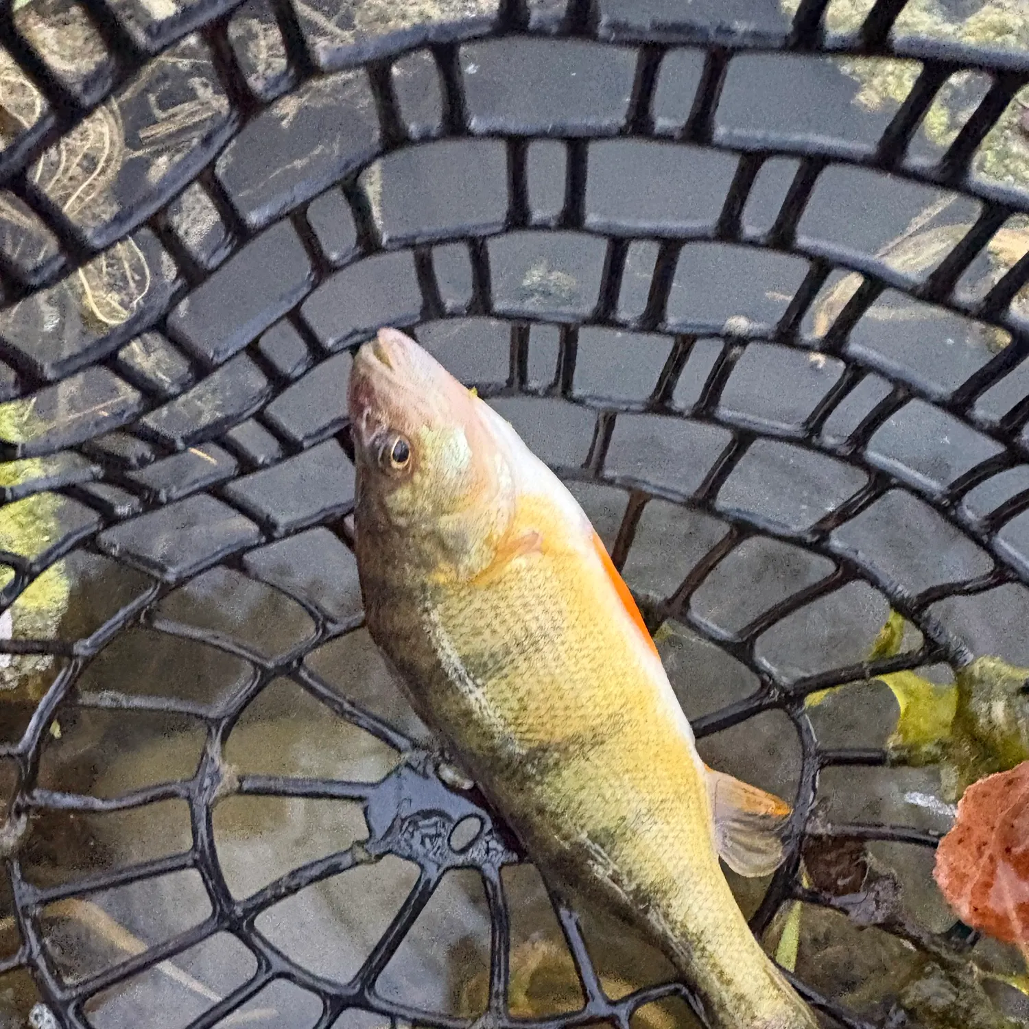 Yellow perch caught on Fishbrain