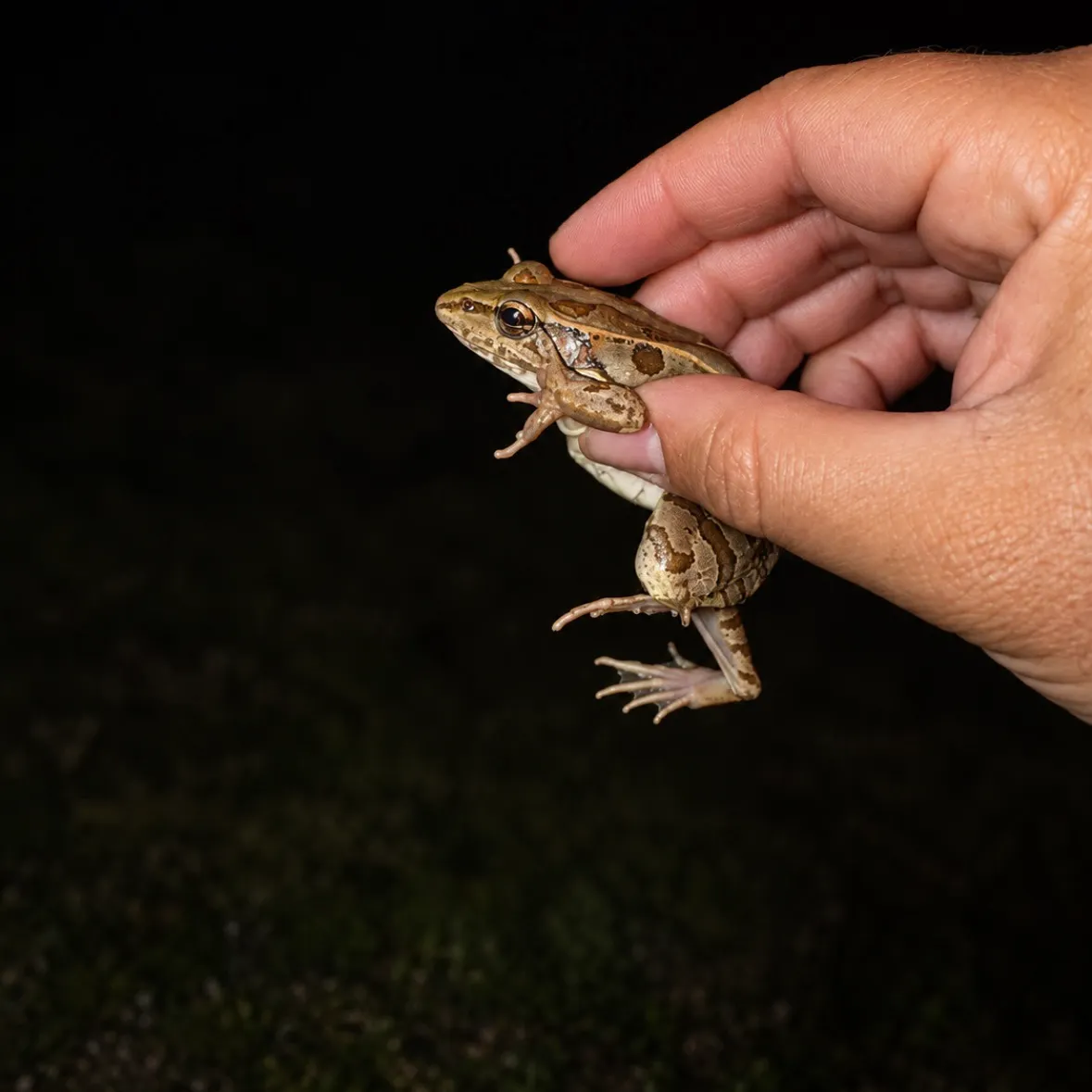 The most recent Rio Grande leopard frog catches on Fishbrain