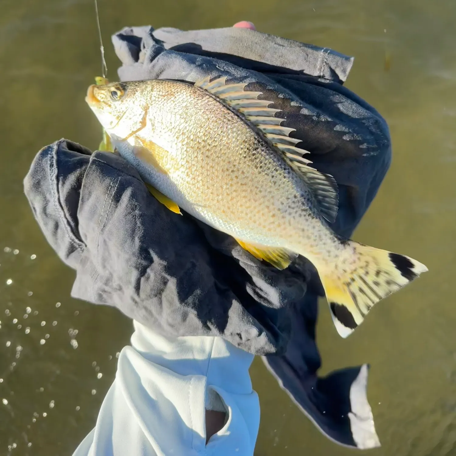 The most recent Yellowtail Grunter catches on Fishbrain