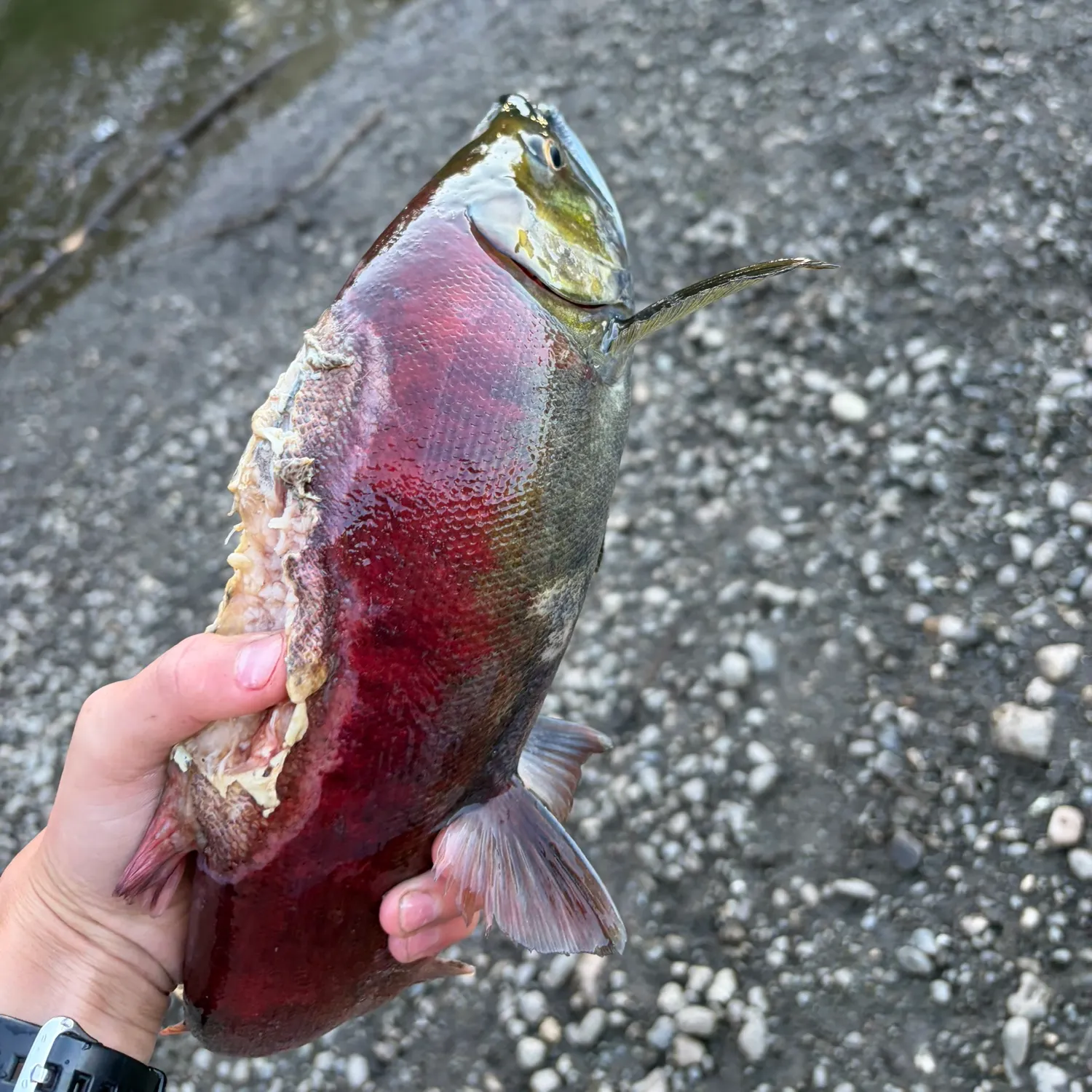 Sockeye salmon caught on Fishbrain