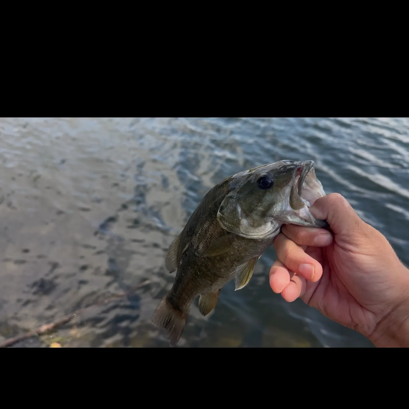 Fish caught on Fishbrain