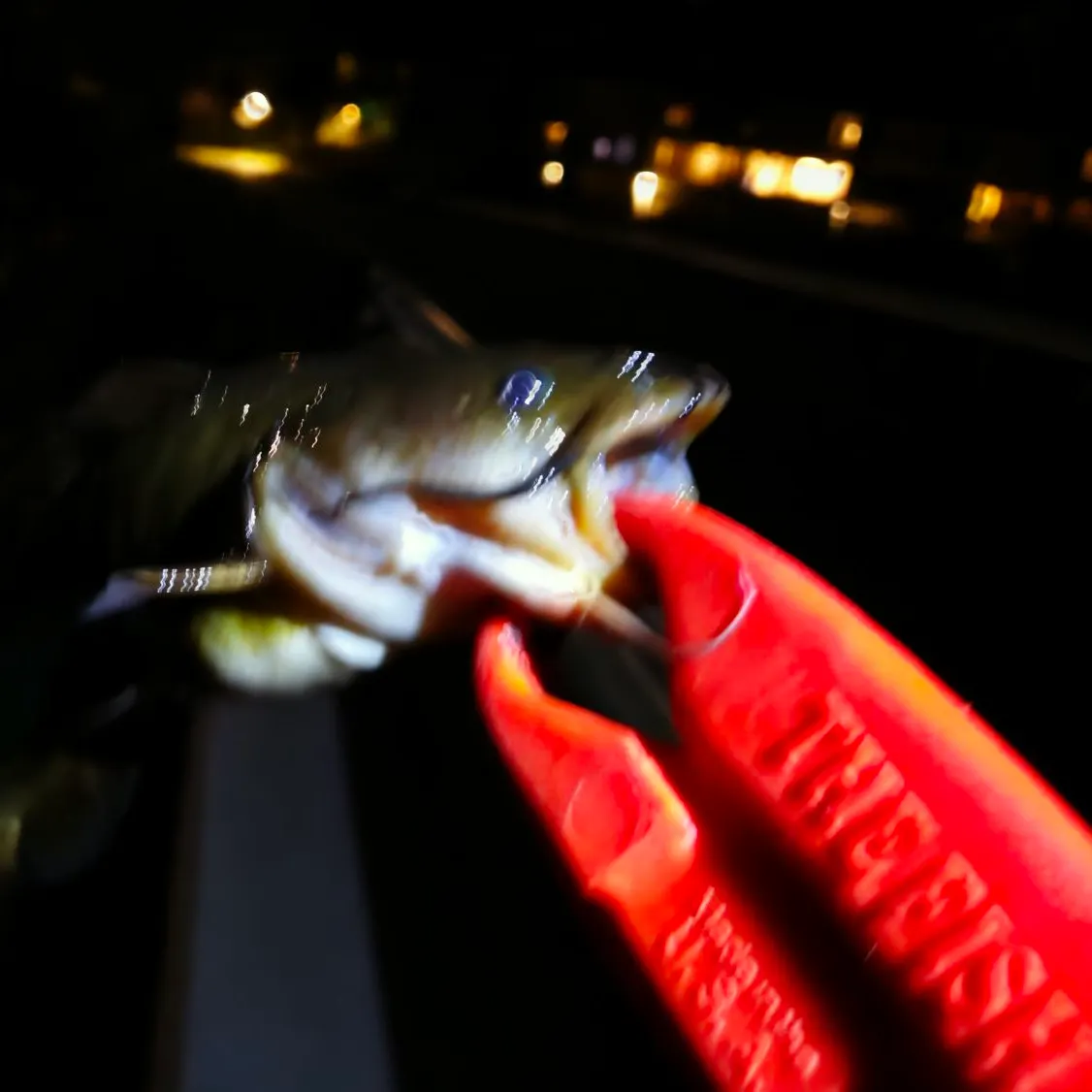 Blue catfish caught on Fishbrain
