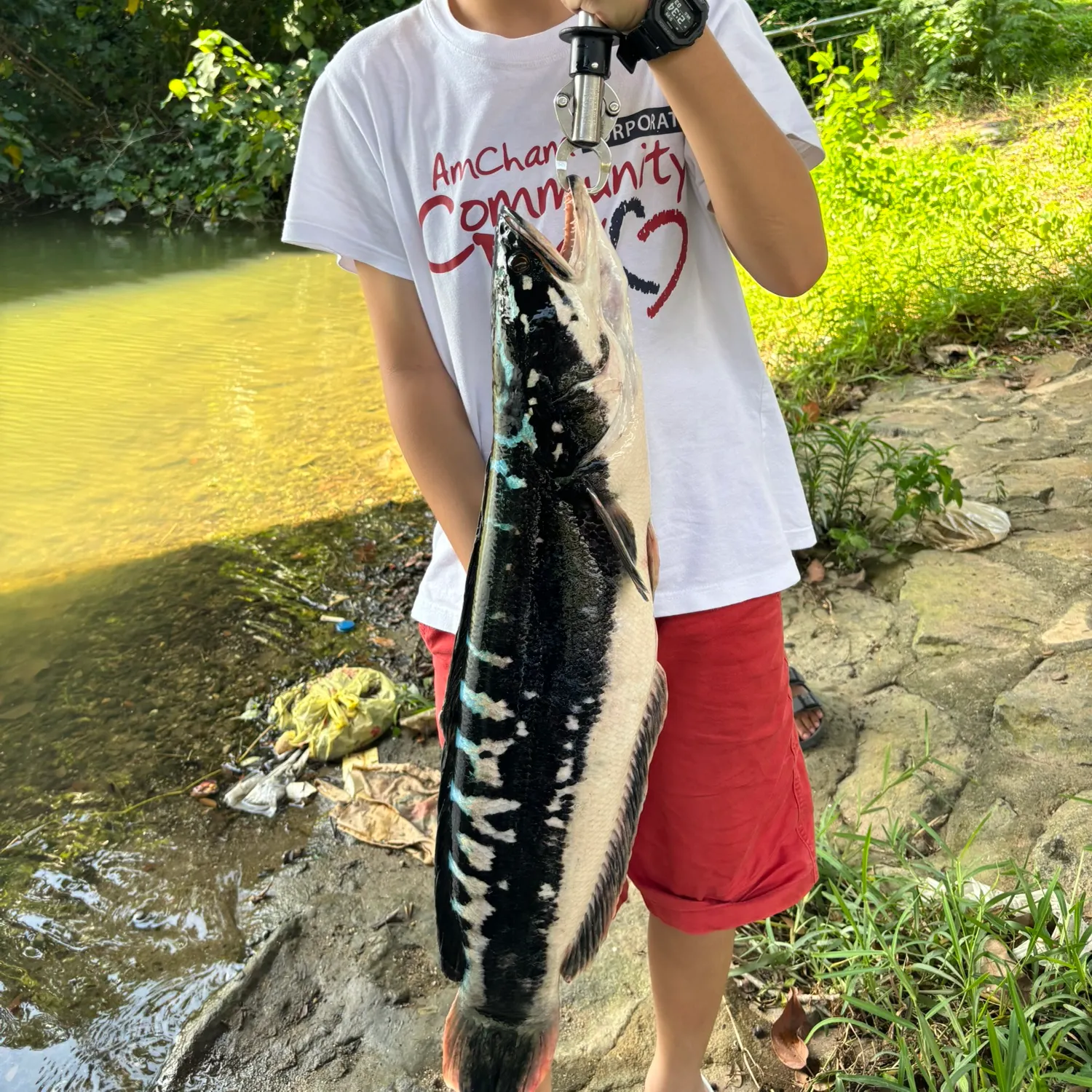 The most recent Indonesian snakehead catches on Fishbrain