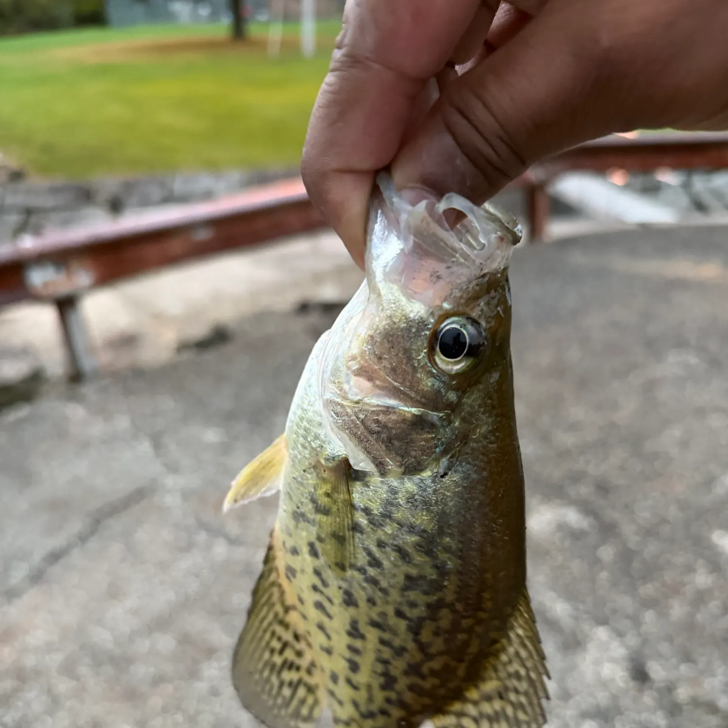 Black crappie caught on Fishbrain