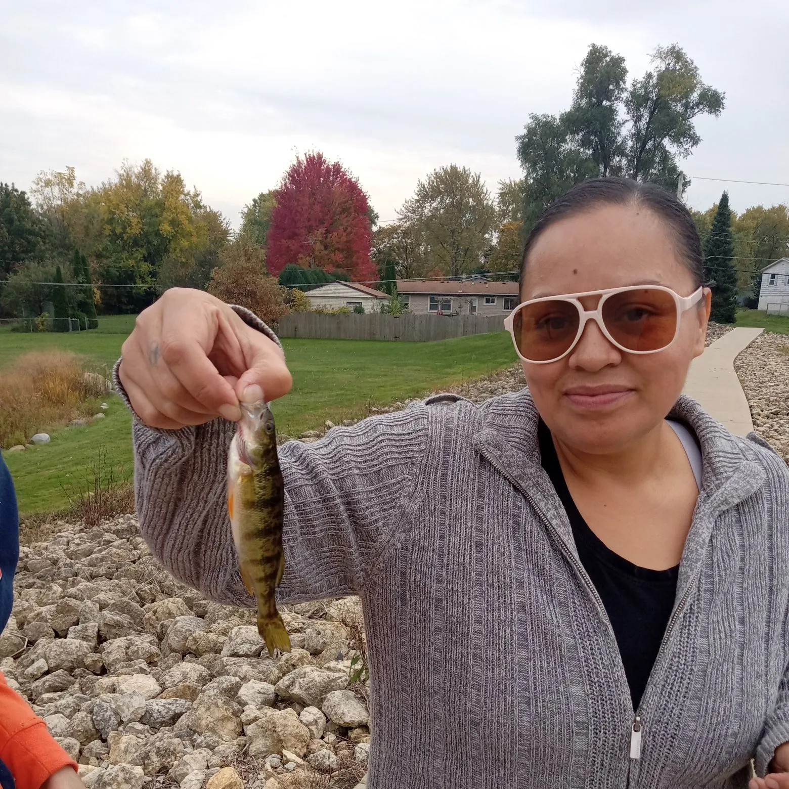 Yellow perch caught on Fishbrain