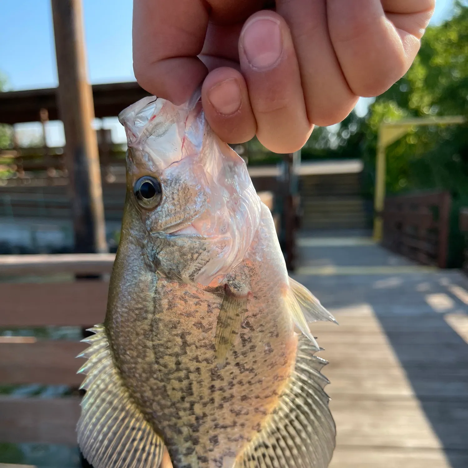 catch