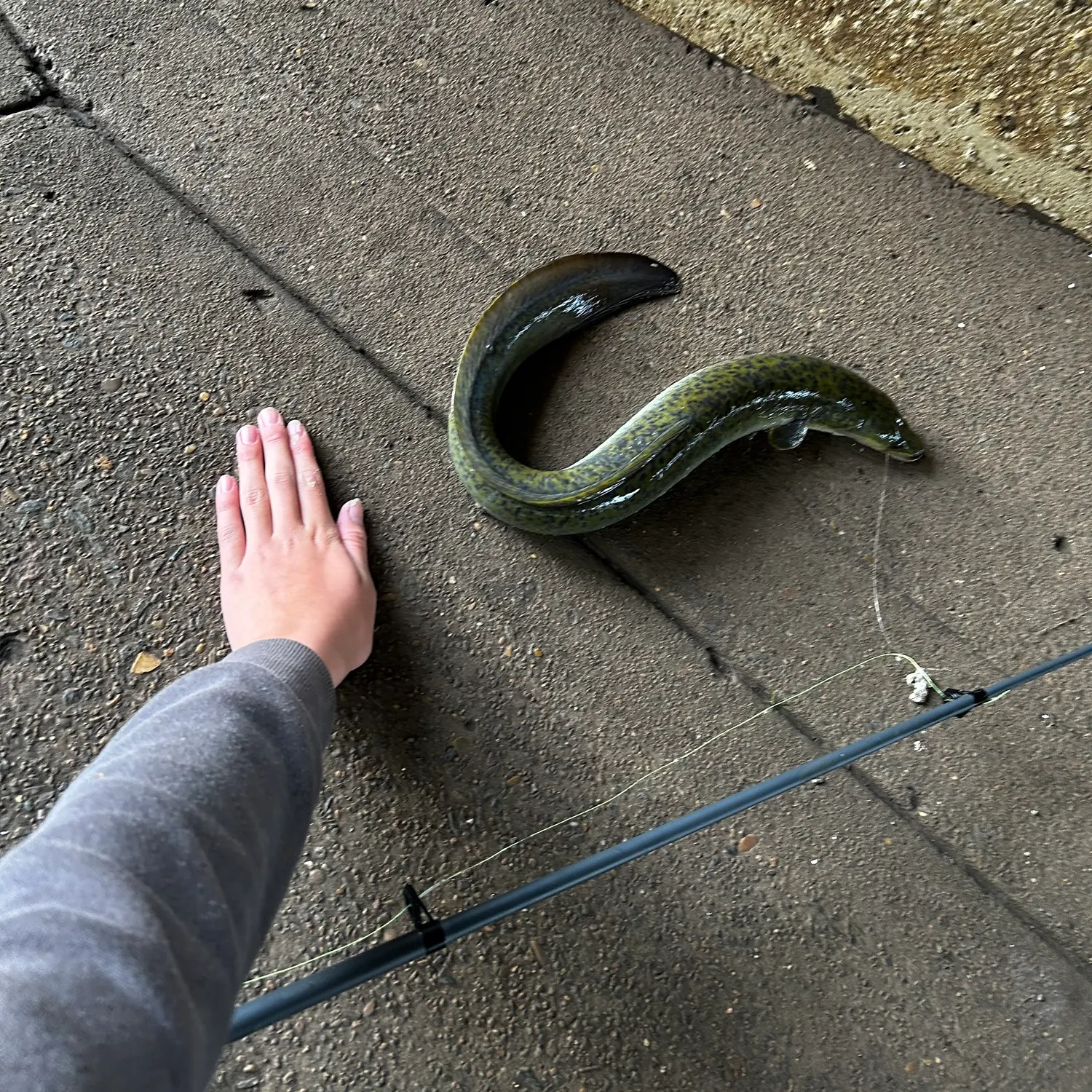 The most recent Giant mottled eel catches on Fishbrain