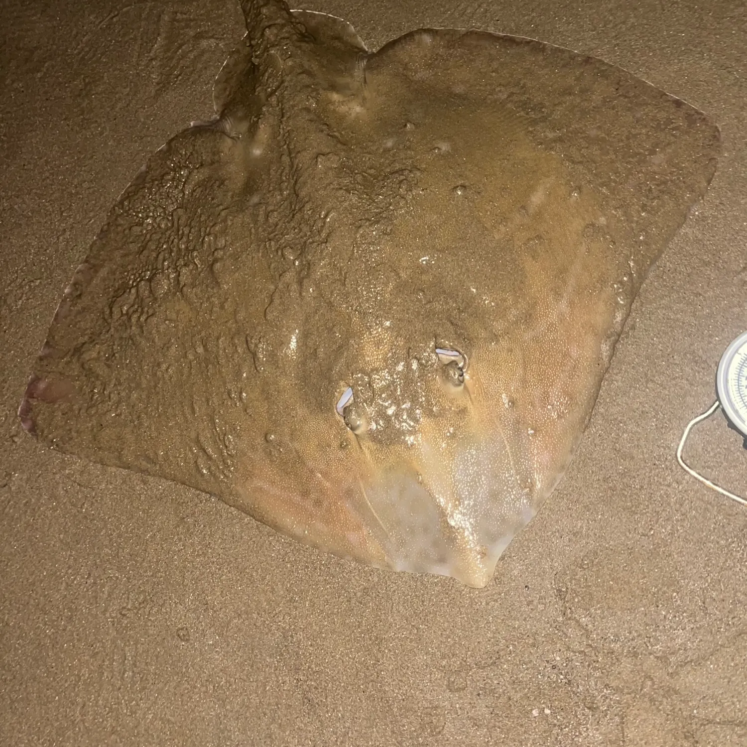 Small-eyed ray caught on Fishbrain