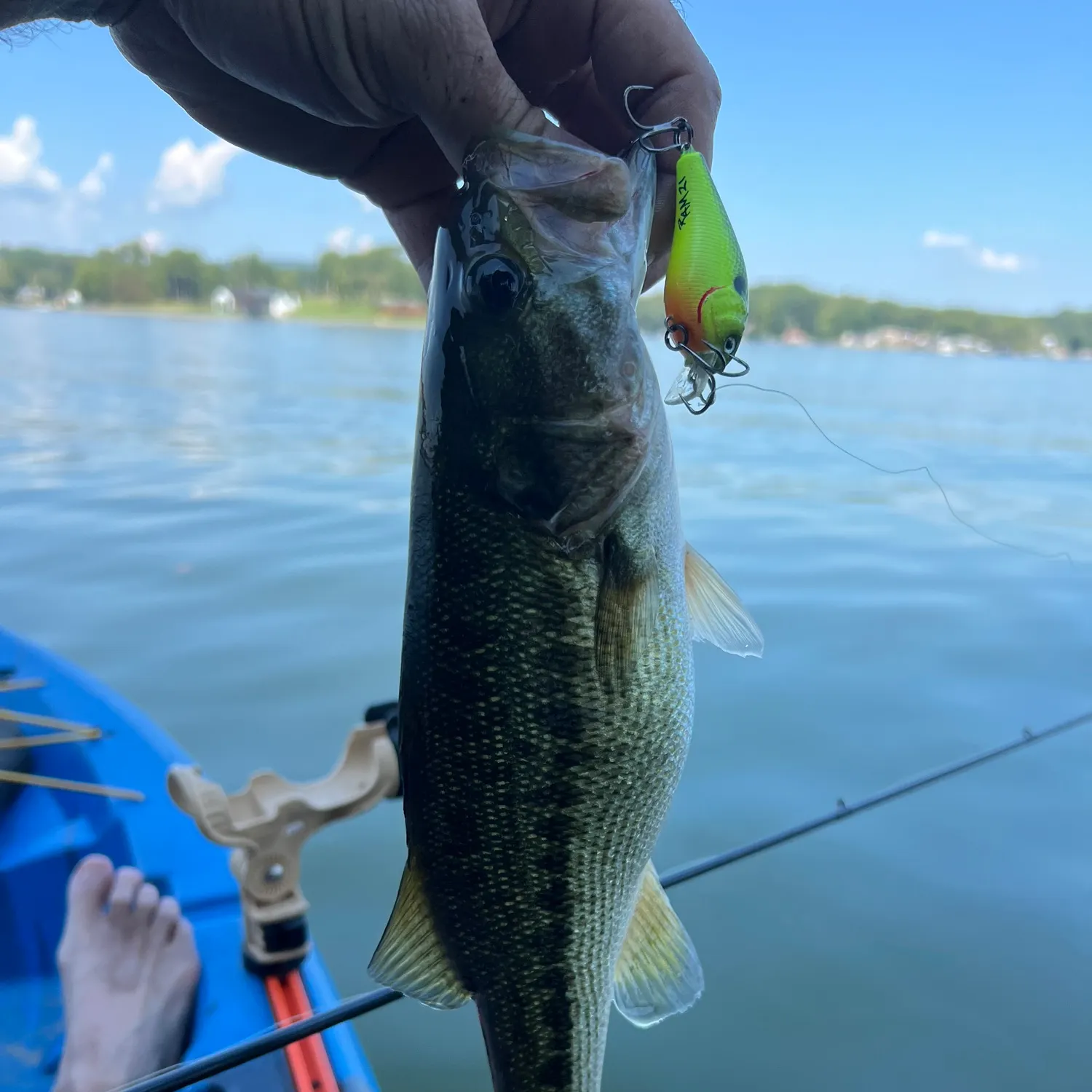 Spotted bass caught on Fishbrain