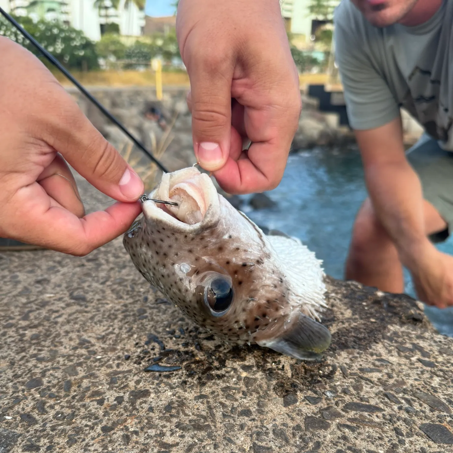 The most recent Spot-fin porcupinefish catches on Fishbrain