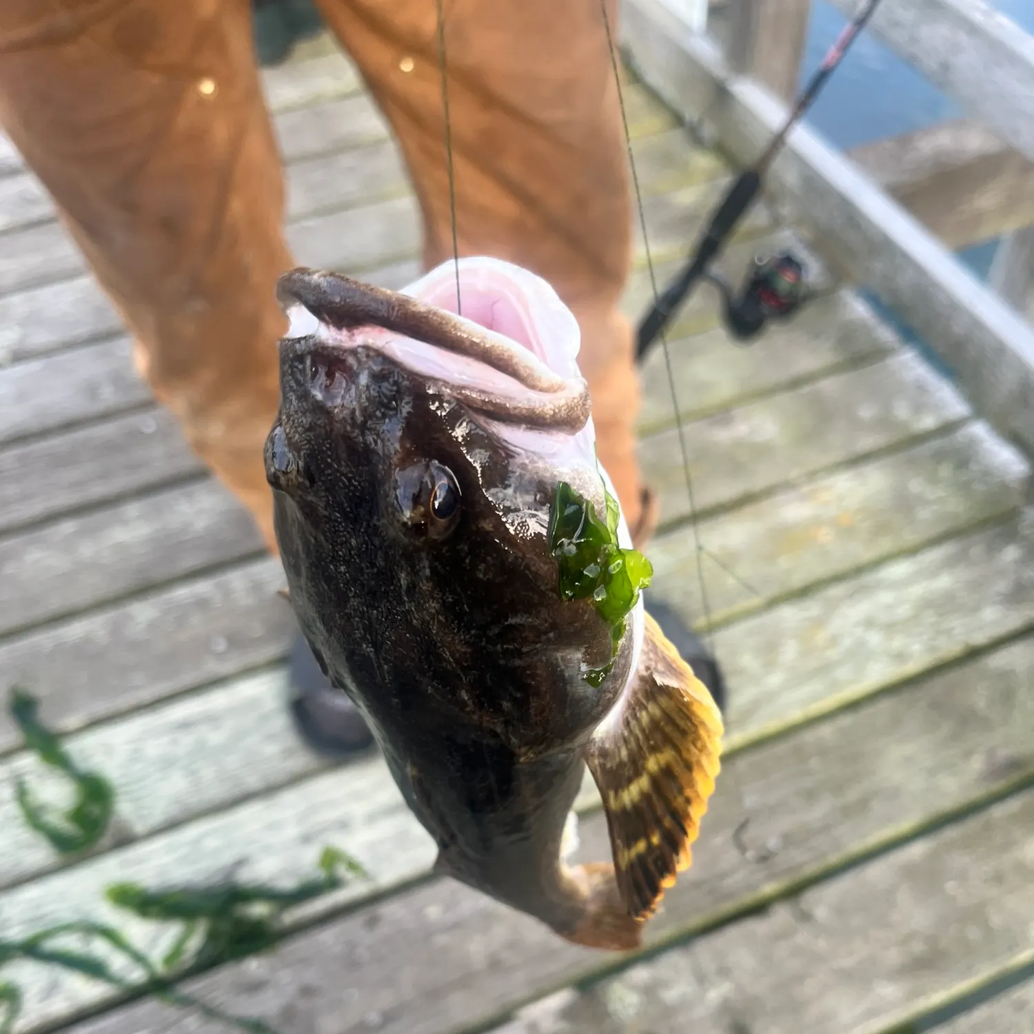 The most recent Pacific staghorn sculpin catches on Fishbrain