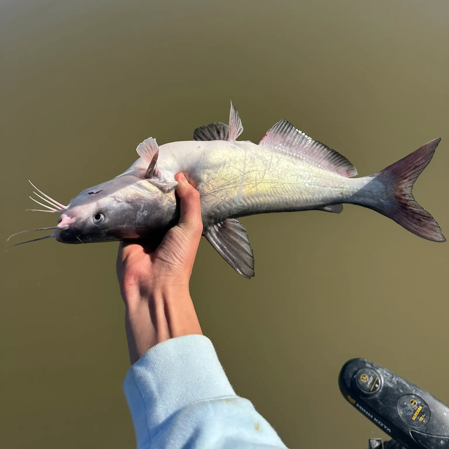 The most recent Blue catfish catches on Fishbrain
