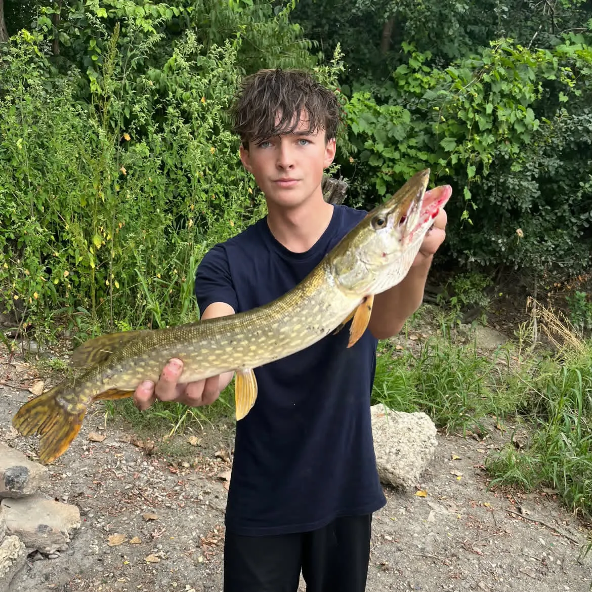 Northern pike caught on Fishbrain
