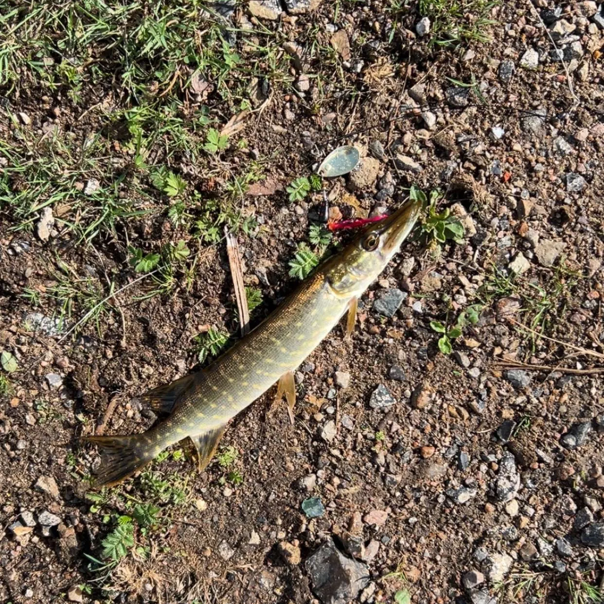 Northern pike caught on Fishbrain