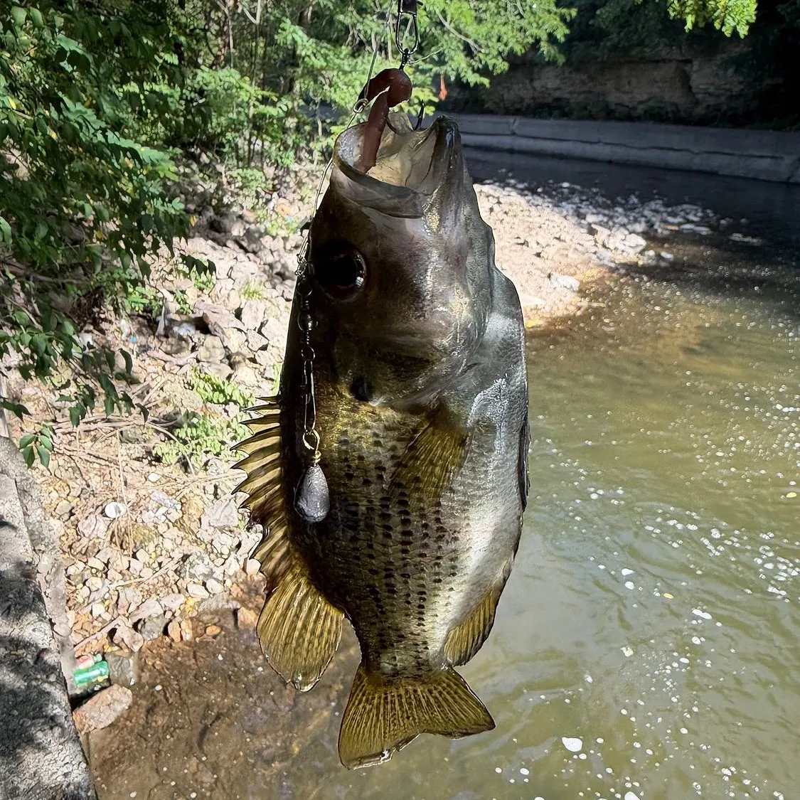 Rock bass caught on Fishbrain