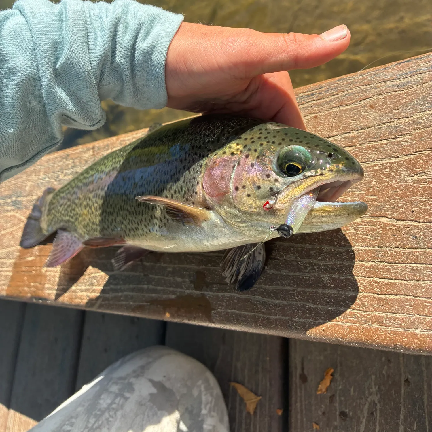 Rainbow trout caught on Fishbrain